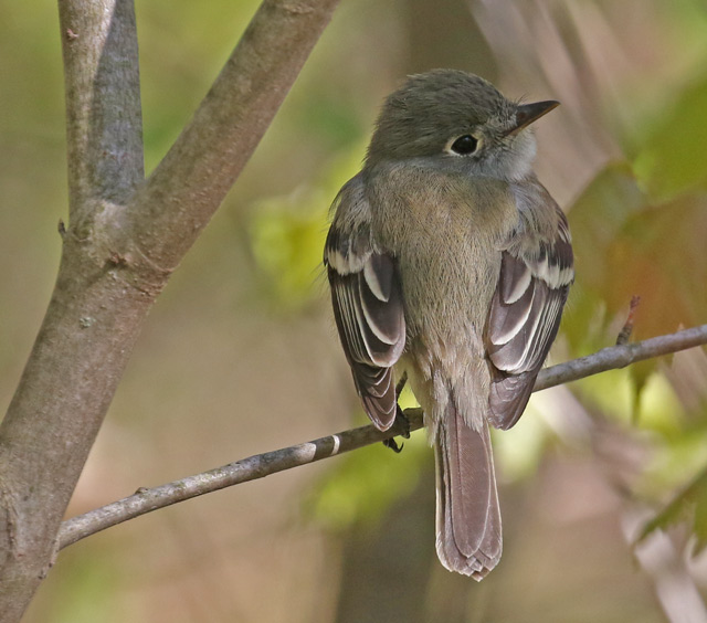 Least Flycatcher