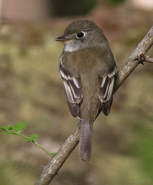 Least Flycatcher