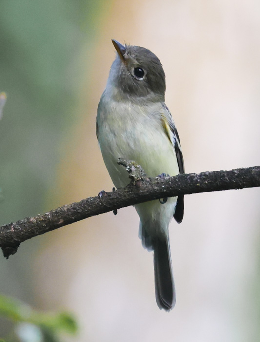 Least Flycatcher (juvenile)