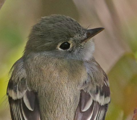 Least Flycatcher