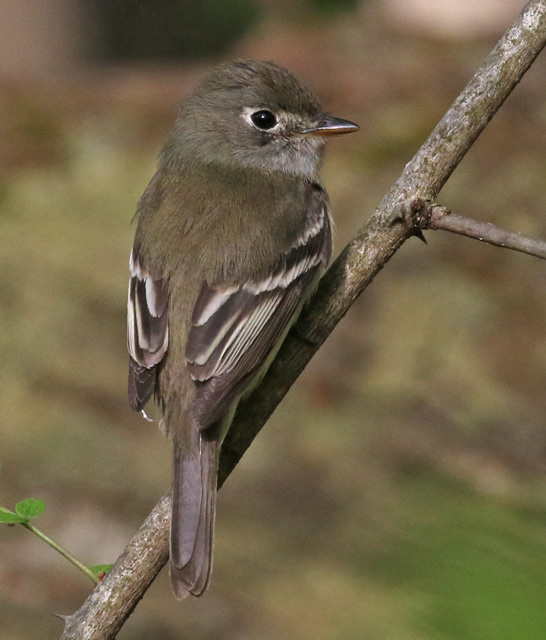Least Flycatcher