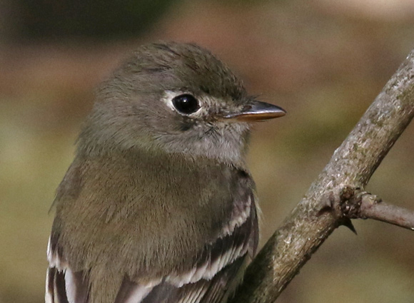 Least Flycatcher