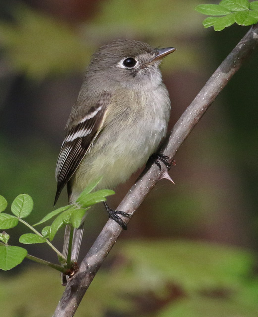 Least Flycatcher