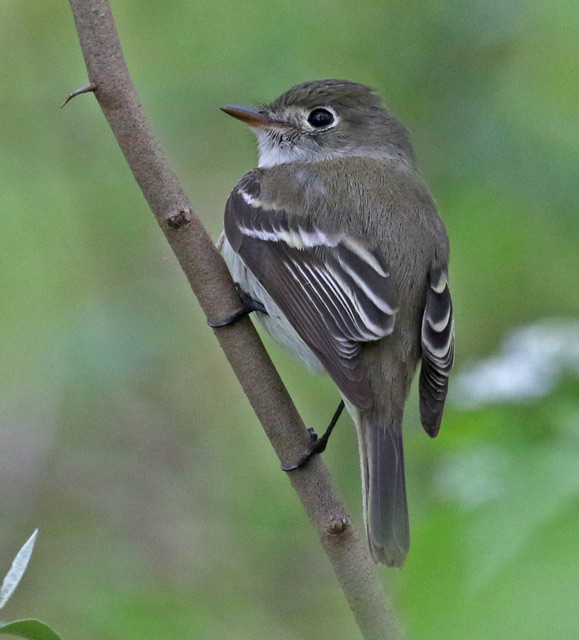 Least Flycatcher