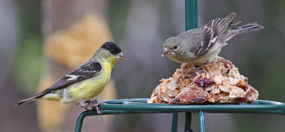 Lesser Goldfinch photo #1