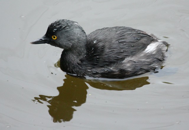 Least Grebe