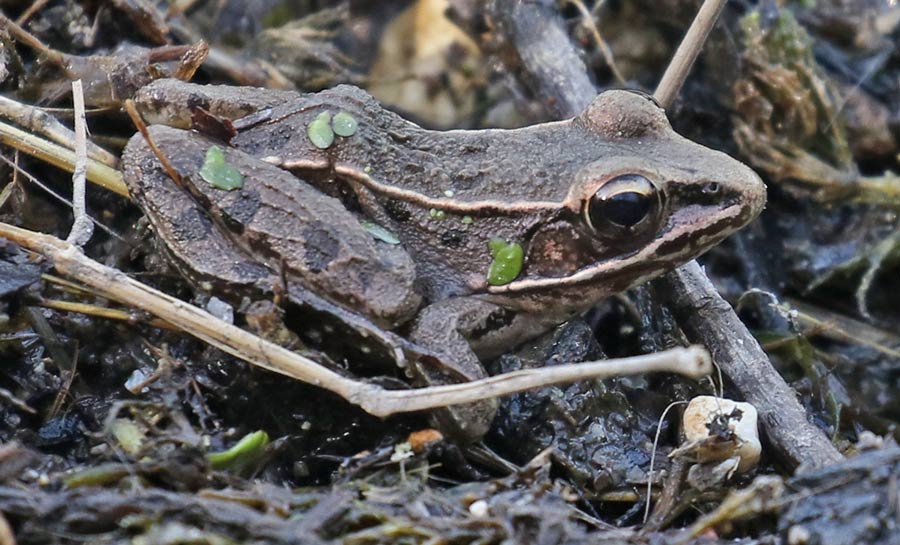 Plains Leopard Frog