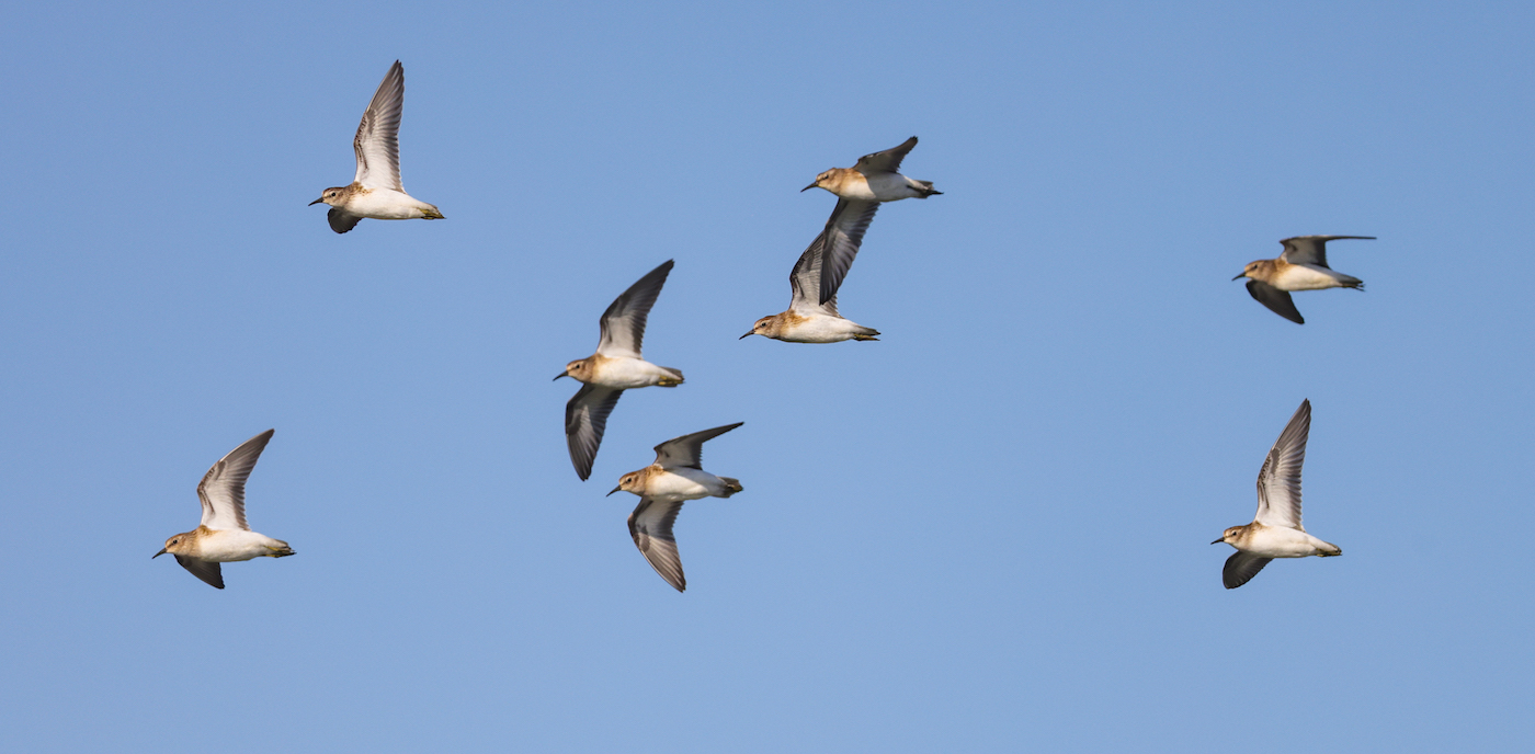 Least Sandpiper (juvenile in flight) photo #7