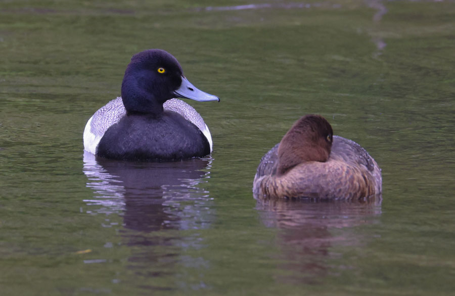 Lesser Scaup photo #1