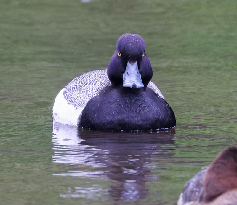 Lesser Scaup photo #2