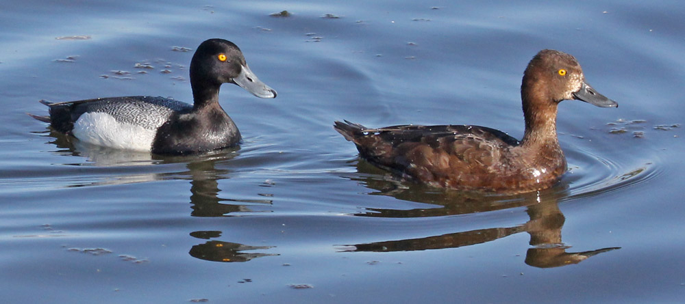 Lesser Scaup photo #6
