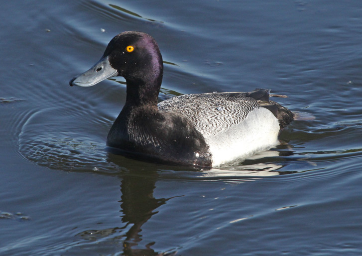 Lesser Scaup photo #3