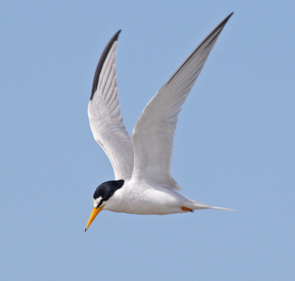 Least Tern