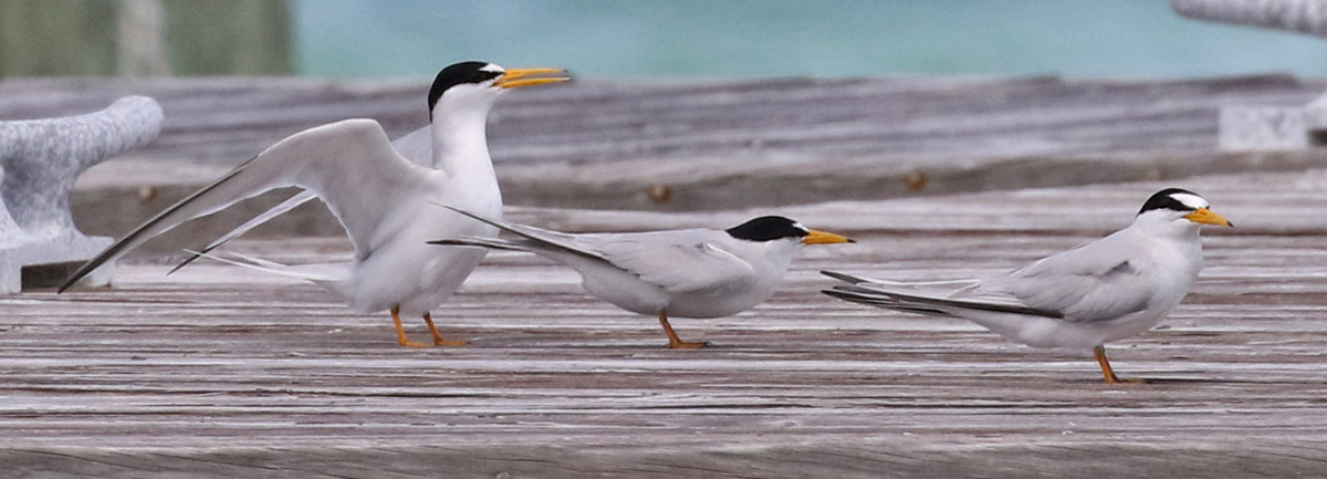 Least Tern