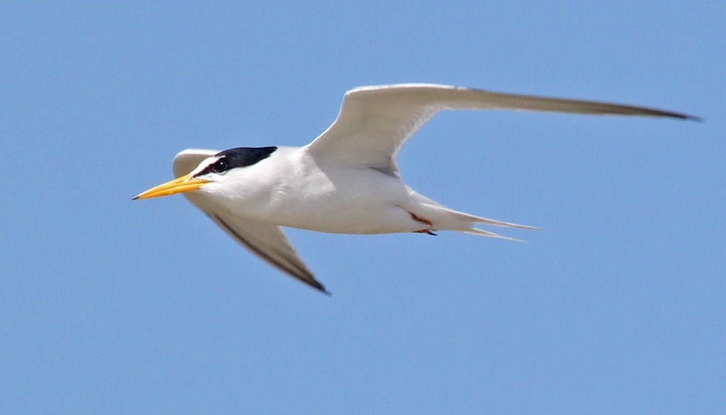 Least Tern