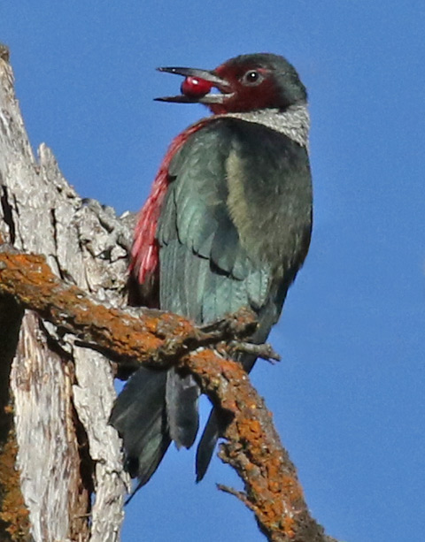 Lewis's Woodpecker