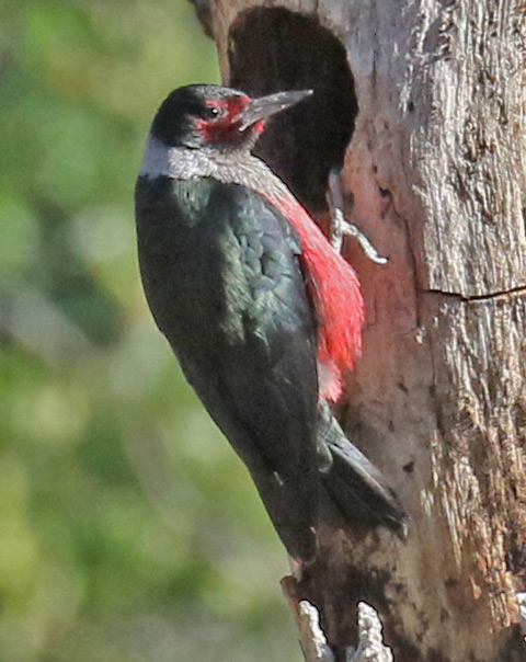 Lewis's Woodpecker