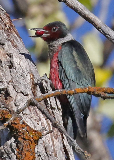 Lewis's Woodpecker