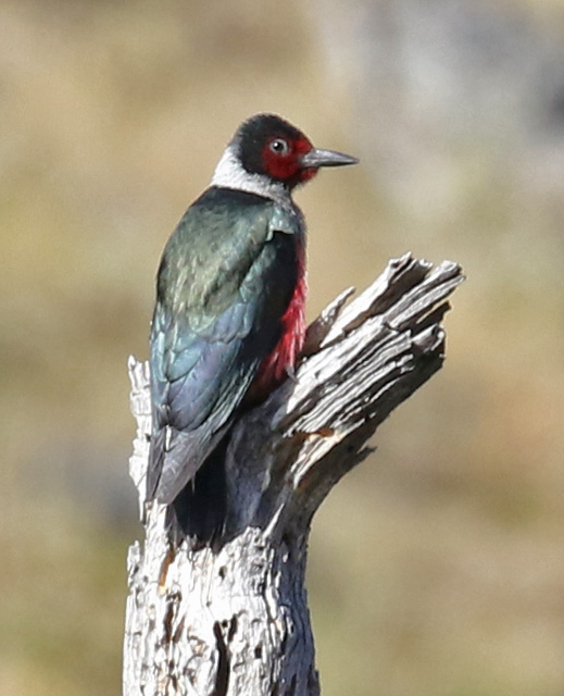 Lewis's Woodpecker