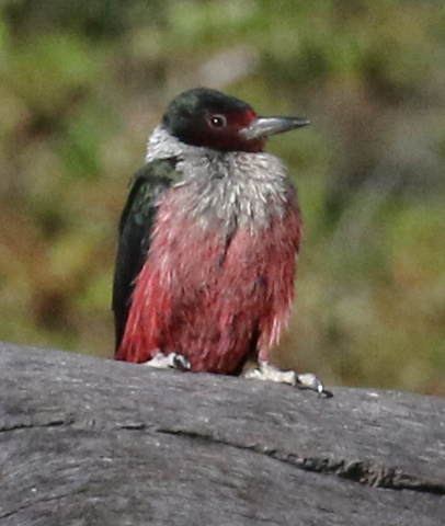 Lewis's Woodpecker