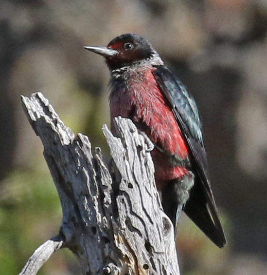Lewis's Woodpecker
