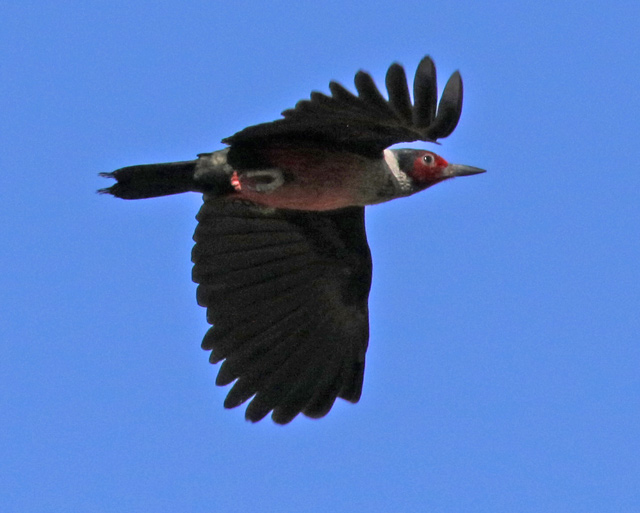 Lewis's Woodpecker