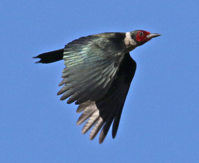 Lewis's Woodpecker