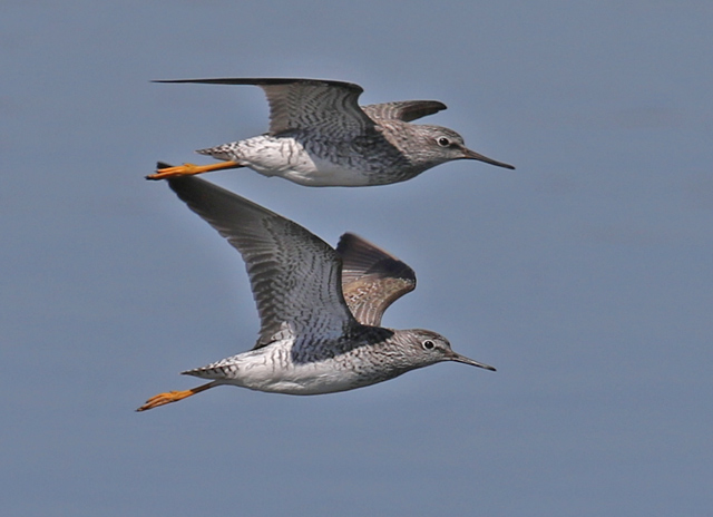 Lesser Yellowlegs Photo 1