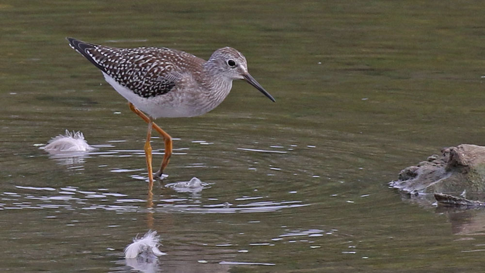 Lesser Yellowlegs (juvenile)
