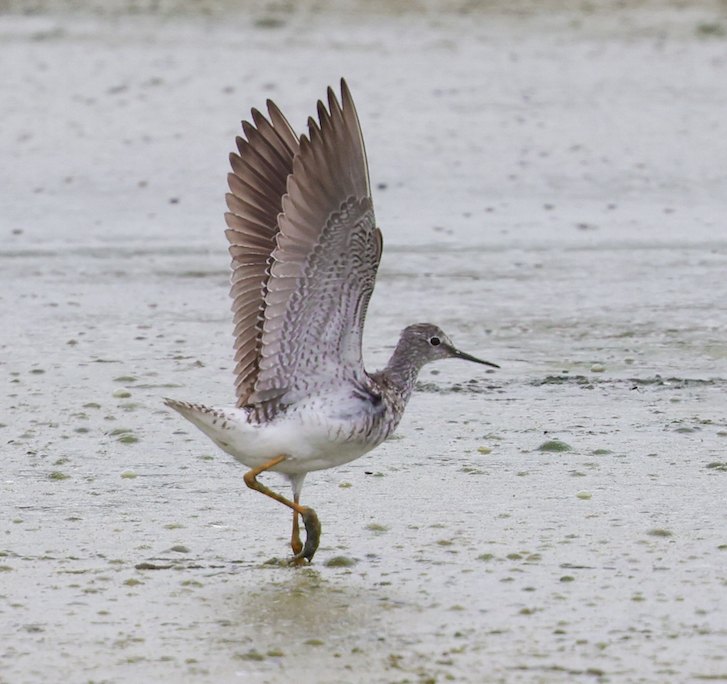 Lesser Yellowlegs Photo 4