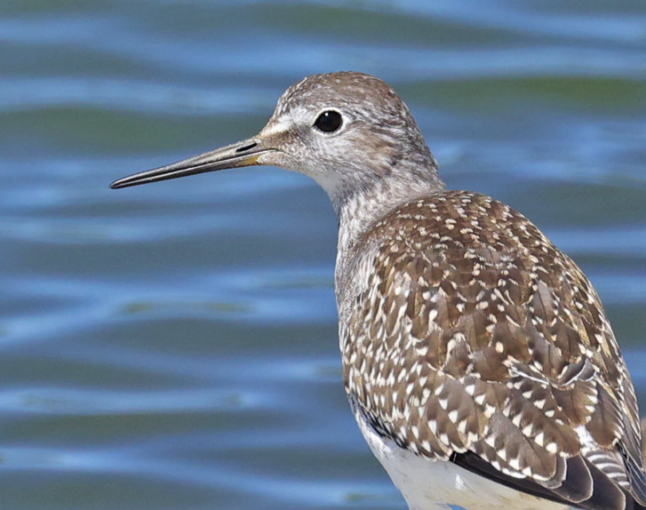 Lesser Yellowlegs (juvenile)