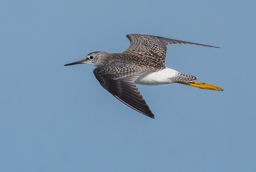 Lesser Yellowlegs (in flight)