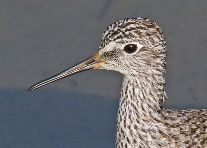 Lesser Yellowlegs photo #2