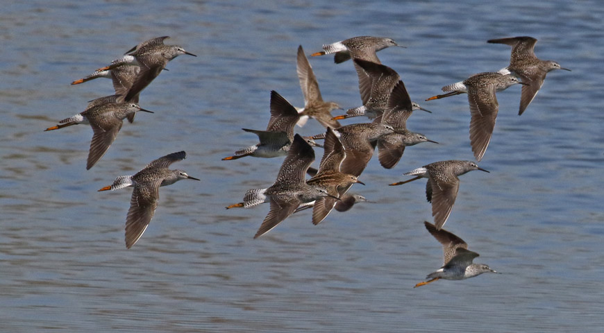 Lesser Yellowlegs Photo 4