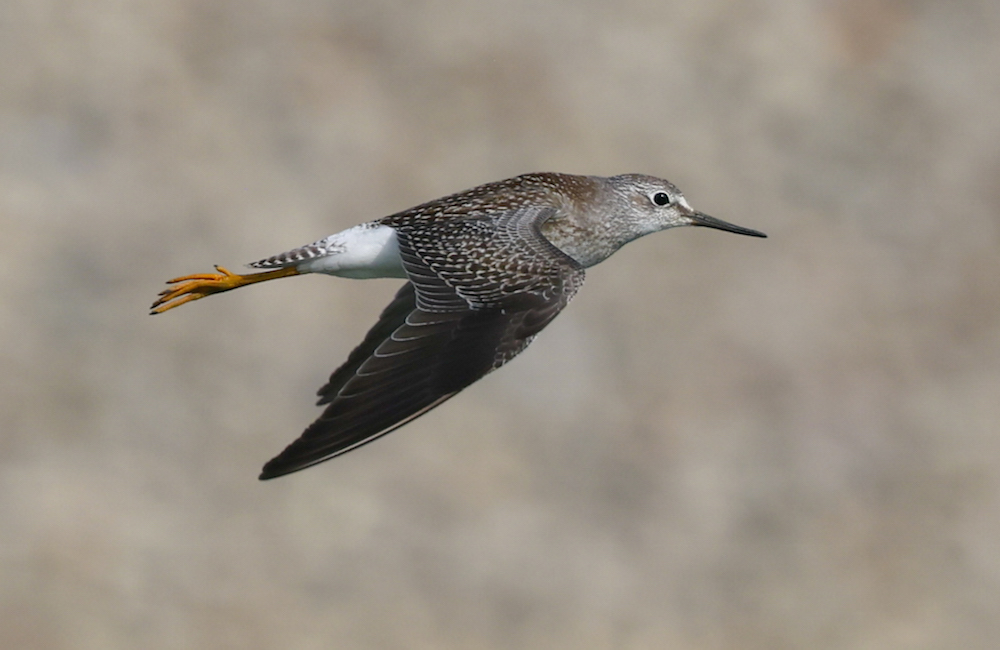 Lesser Yellowlegs (in flight)
