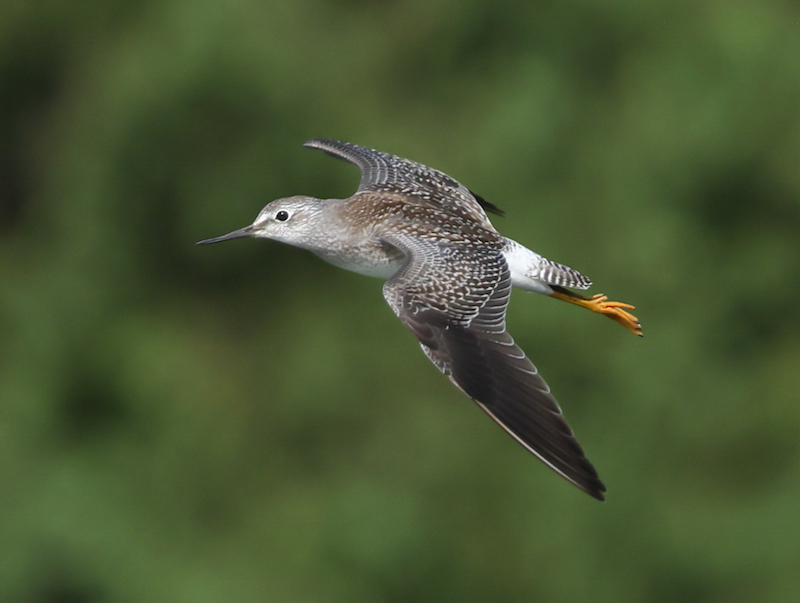 Lesser Yellowlegs (in flight)