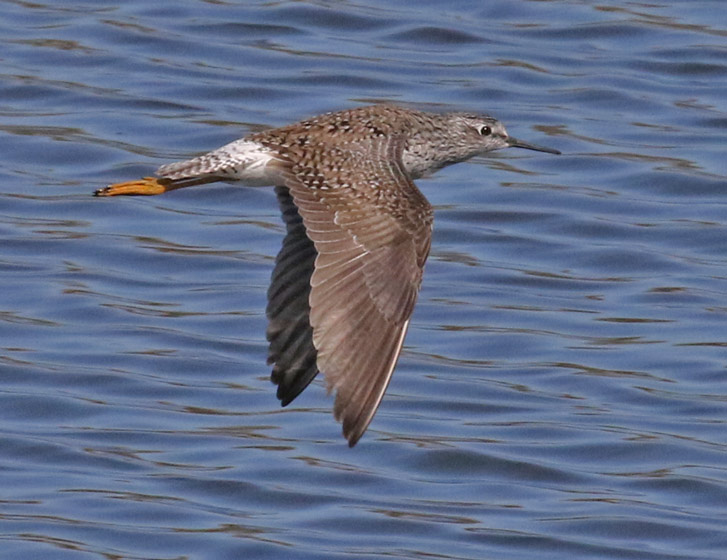 Lesser Yellowlegs Photo 2