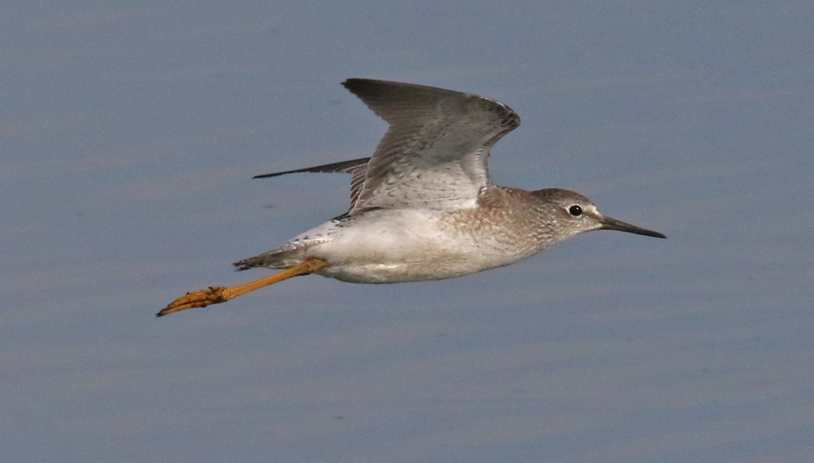 Lesser Yellowlegs (in flight)