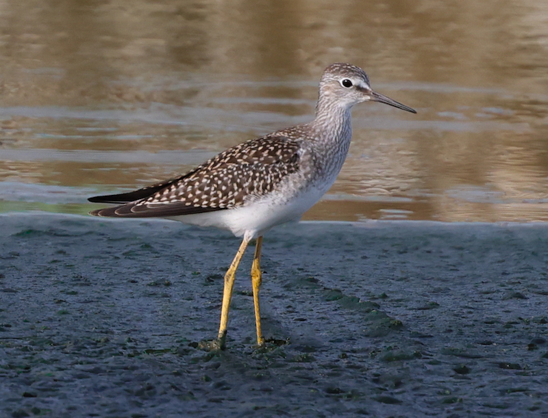Lesser Yellowlegs (juvenile)