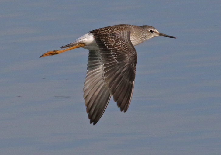 Lesser Yellowlegs (in flight)