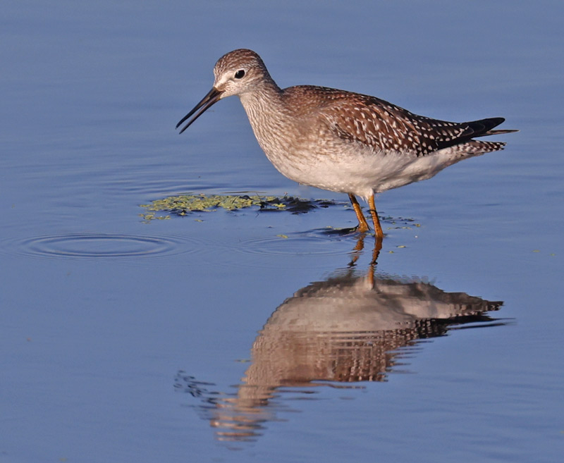 Lesser Yellowlegs (juvenile)