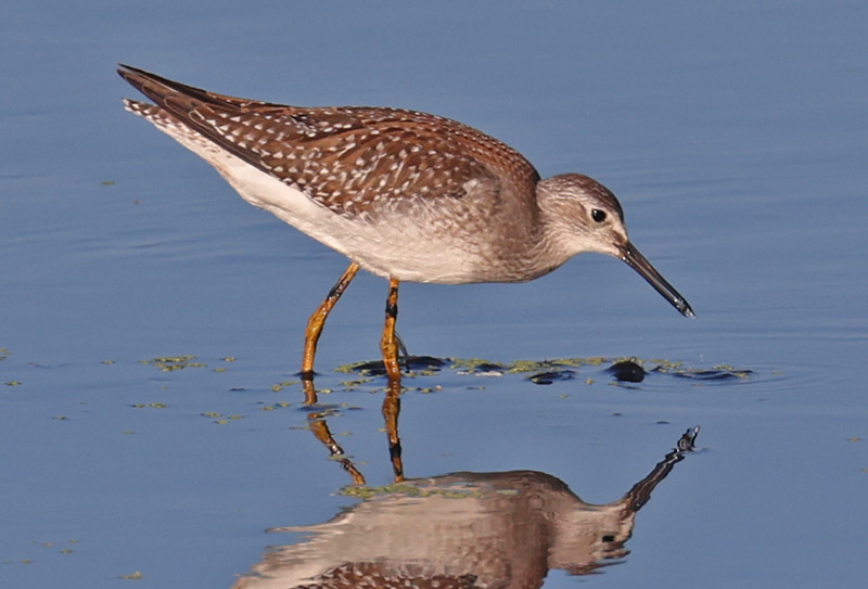 Lesser Yellowlegs (juvenile)