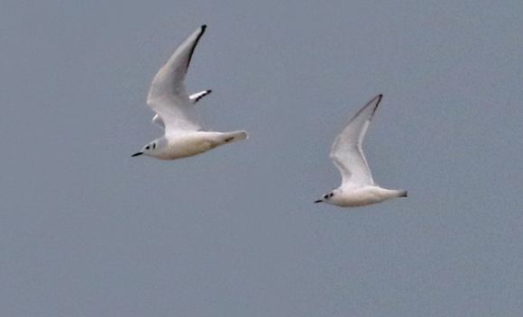 Little Gull photo #3