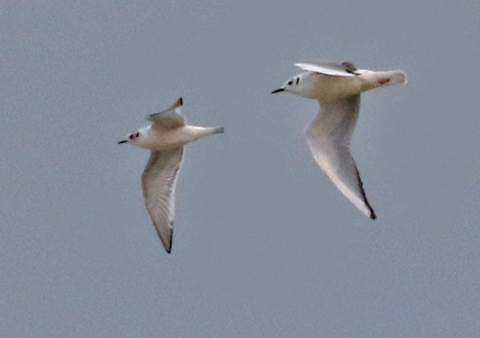 Little Gull photo #2