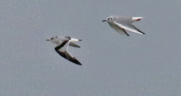 Little Gull photo #1