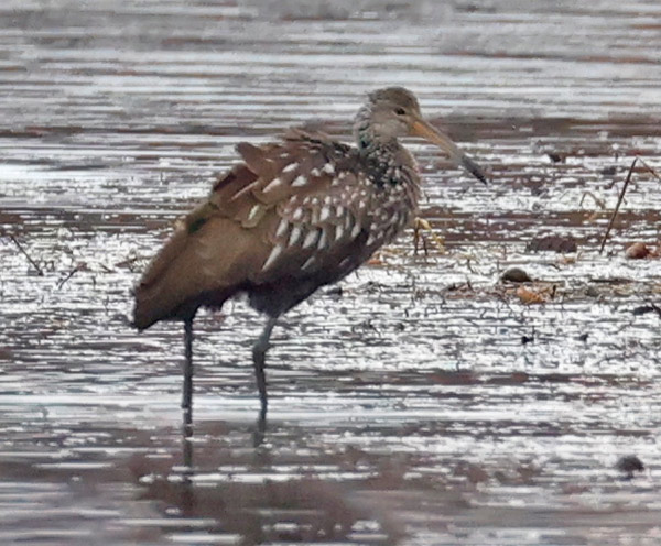 Limpkin