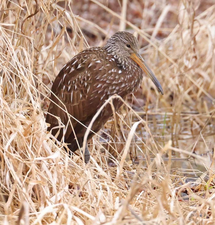 Limpkin