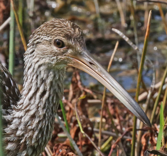 Limpkin