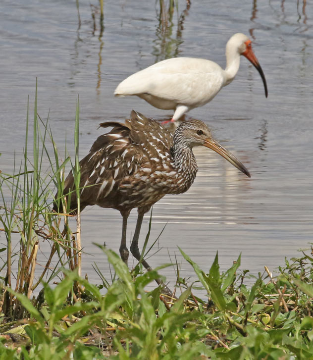 Limpkin