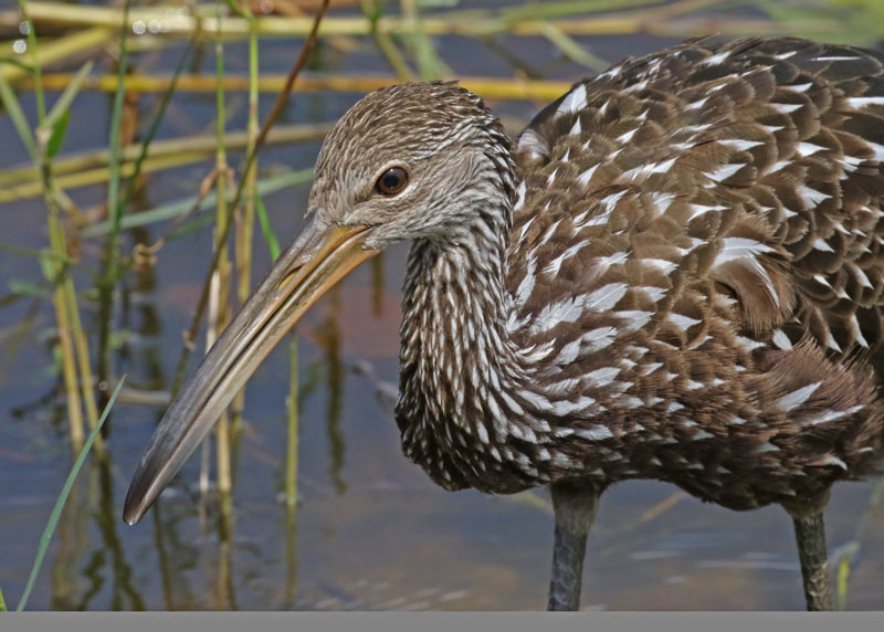 Limpkin